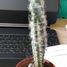 Photo of the plant species Palmer's Pilosocereus by @FoxyGoldenpenda named Orwell on Greg, the plant care app