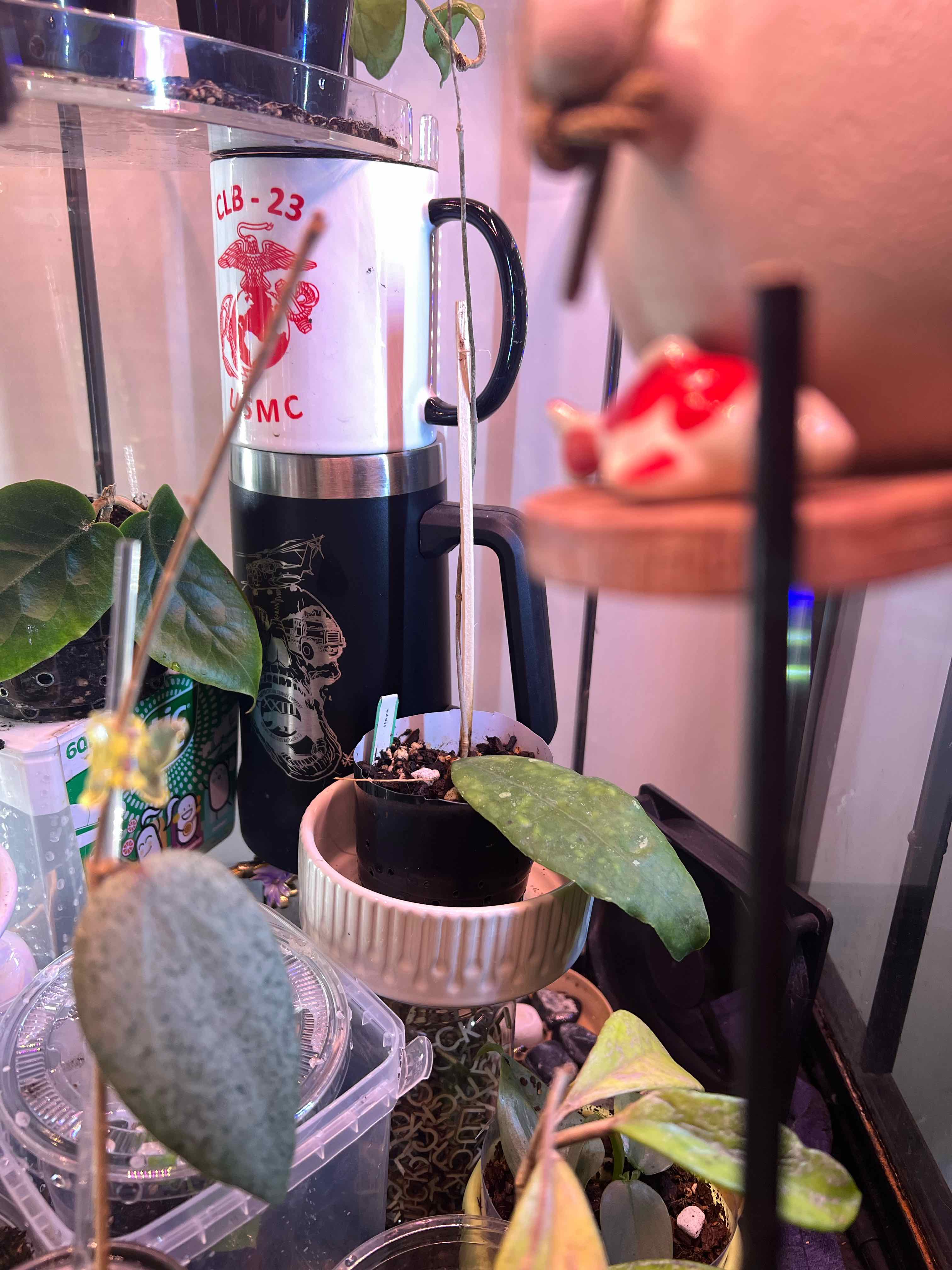 Photo of the plant species Hoya finlaysonii 'Dark Flower' by @Prentyce named Finn on Greg, the plant care app
