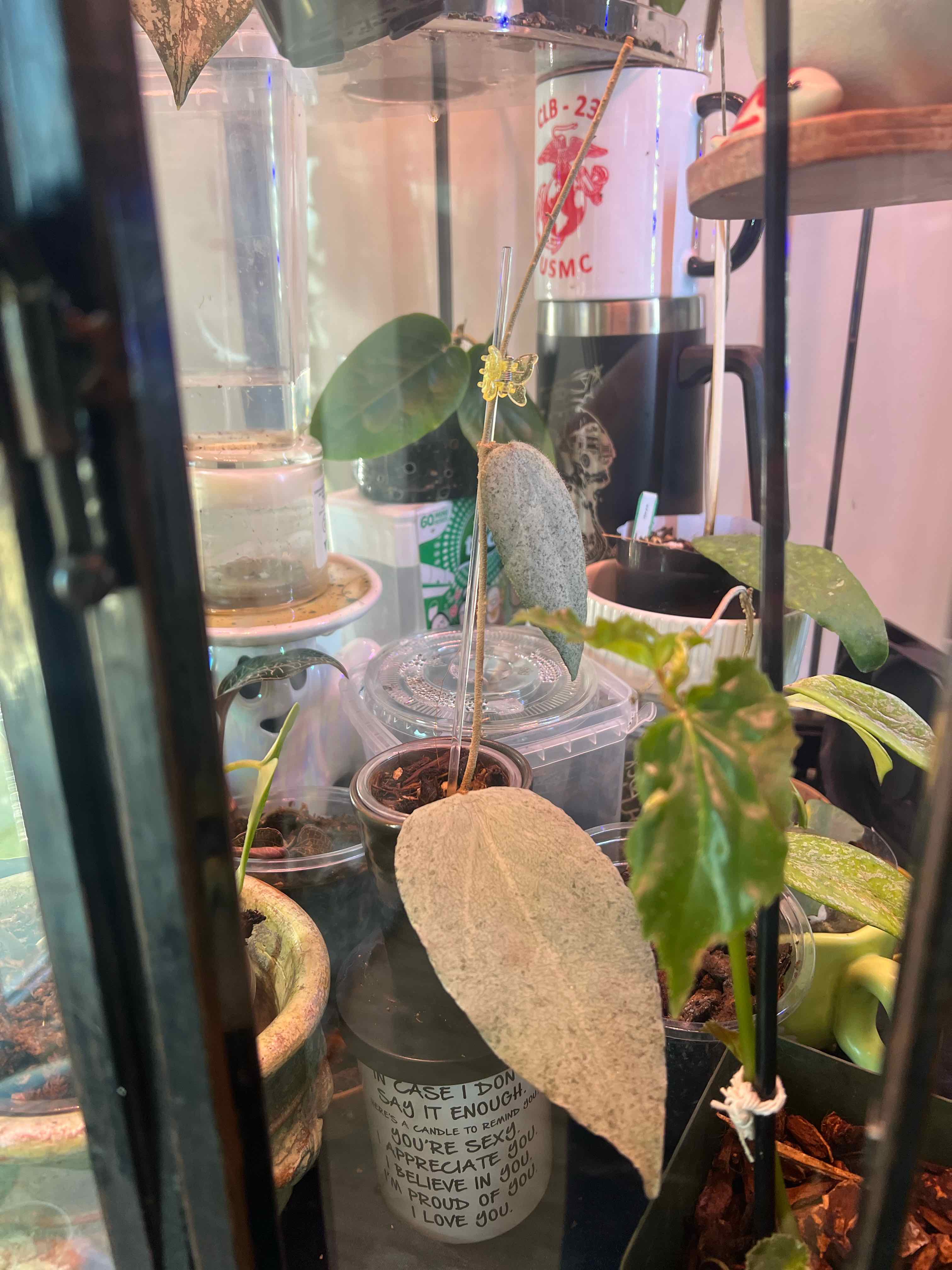 Photo of the plant species Hoya caudata 'Silver' by @Prentyce named Silvie on Greg, the plant care app
