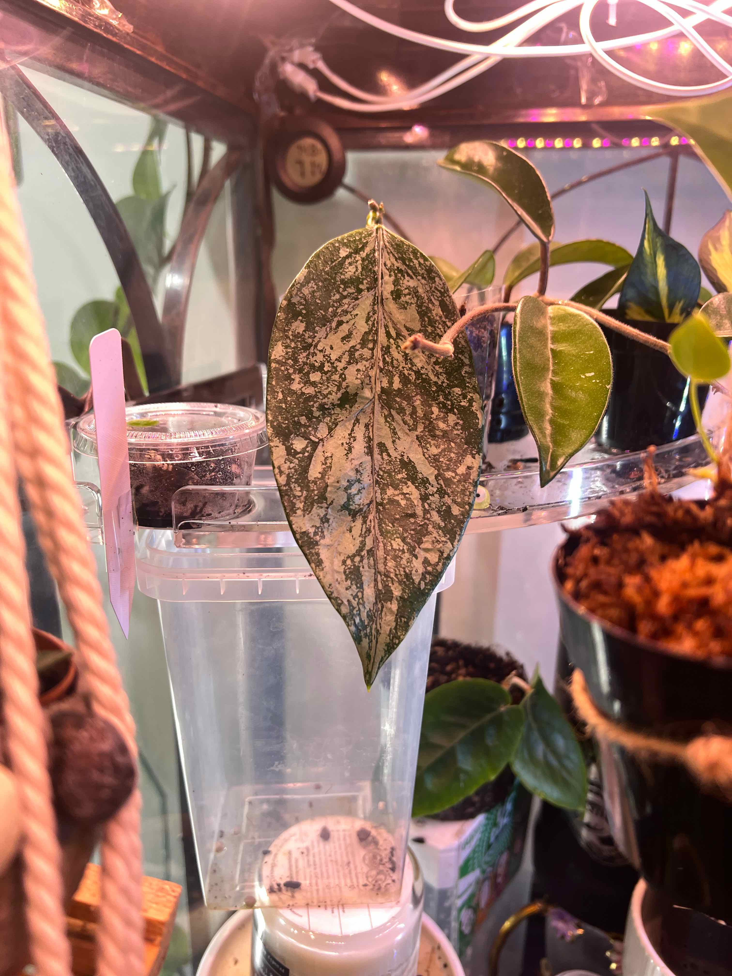 Photo of the plant species Hoya coriacea 'Silver' by @Prentyce named Bejee on Greg, the plant care app