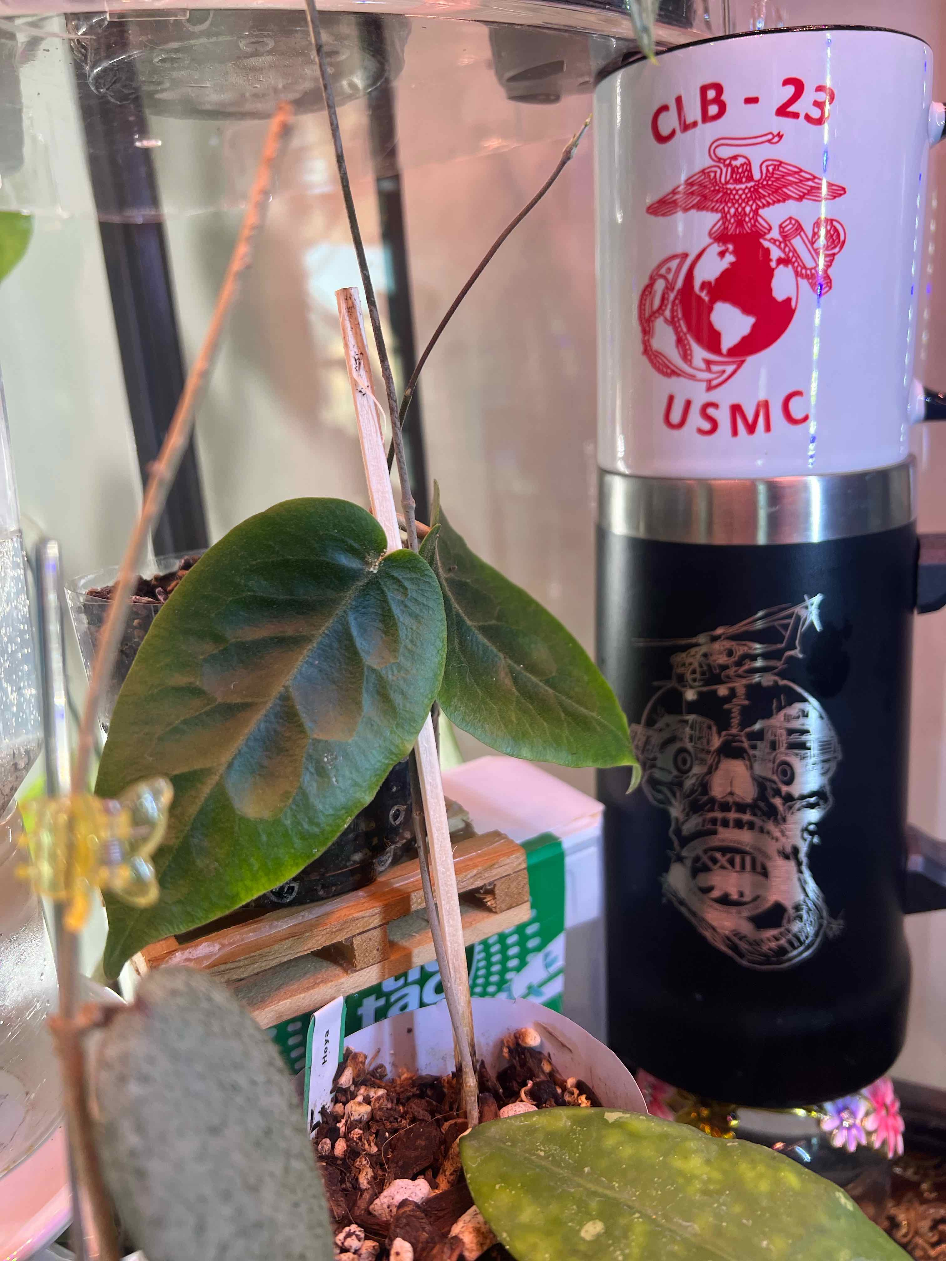 Photo of the plant species Hoya inflata by @Prentyce named Clooney on Greg, the plant care app