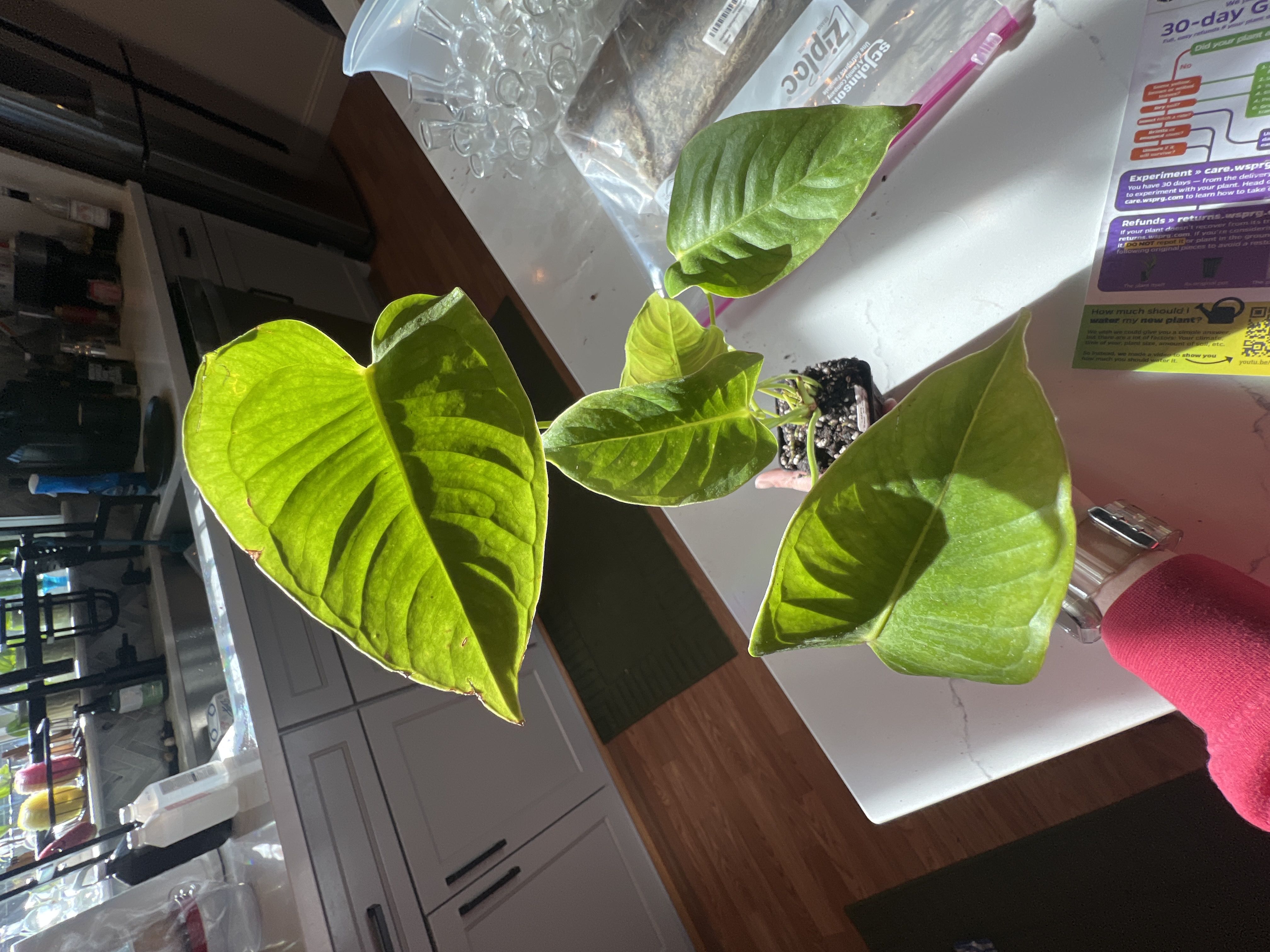 Photo from the post