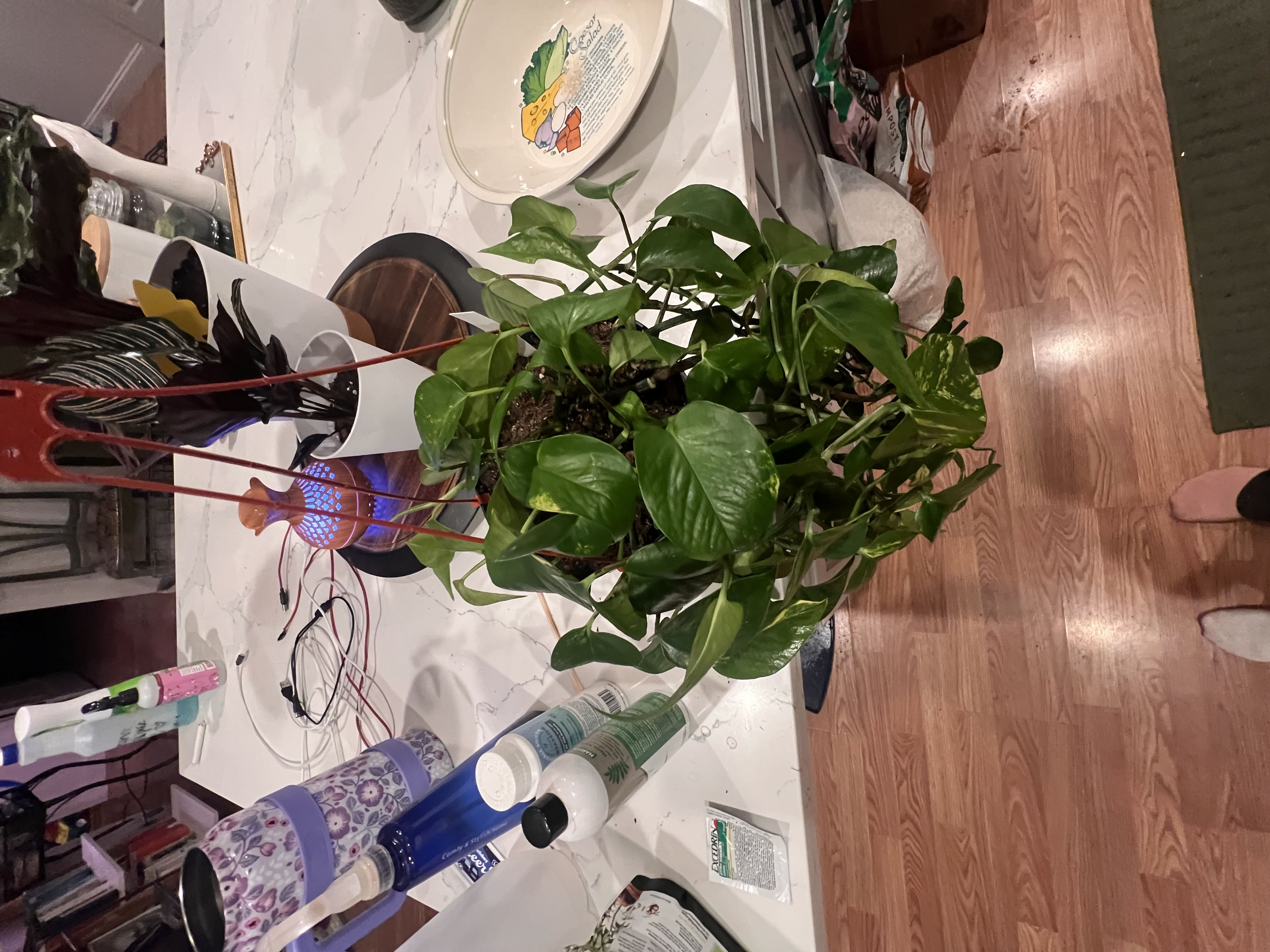 Photo from the post