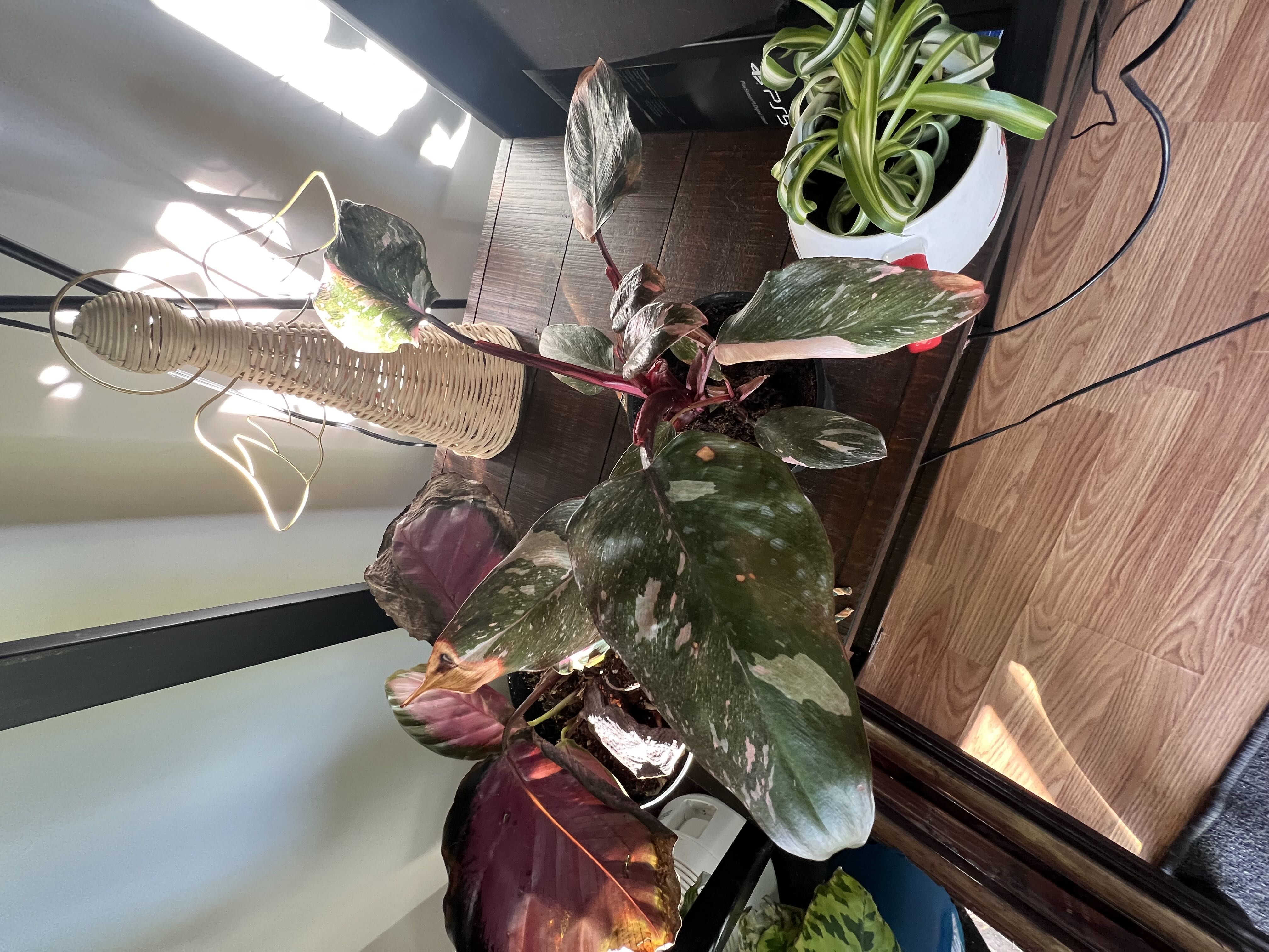 Photo from the post