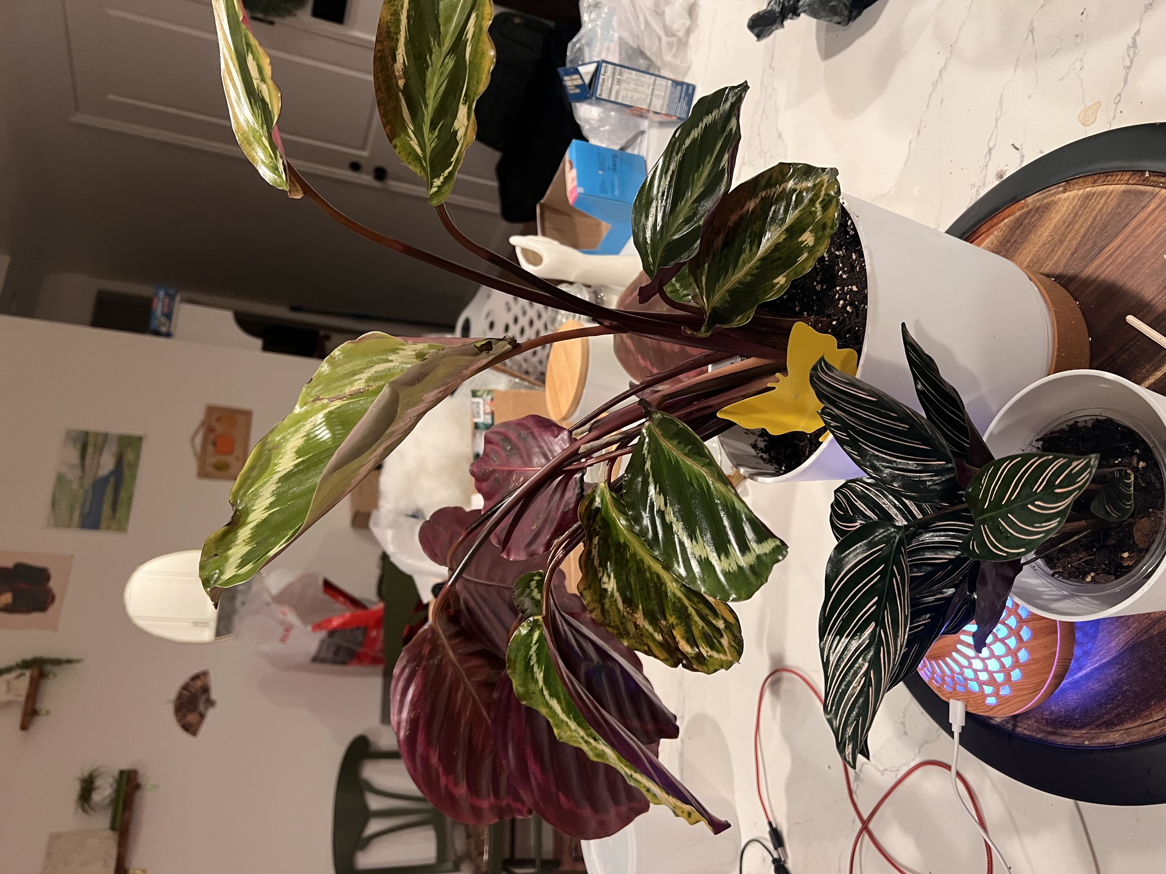 Photo from the post