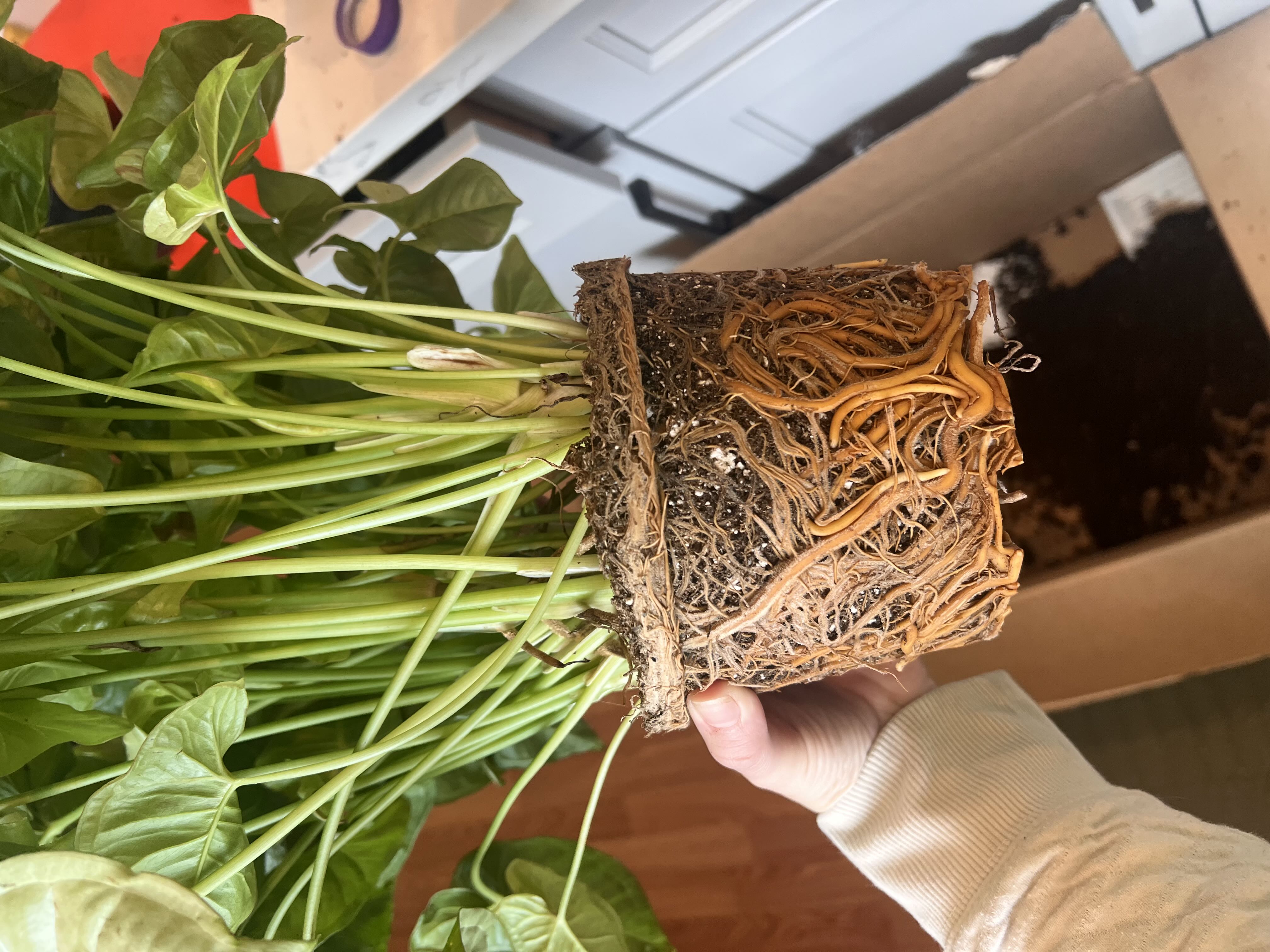 Photo from the post