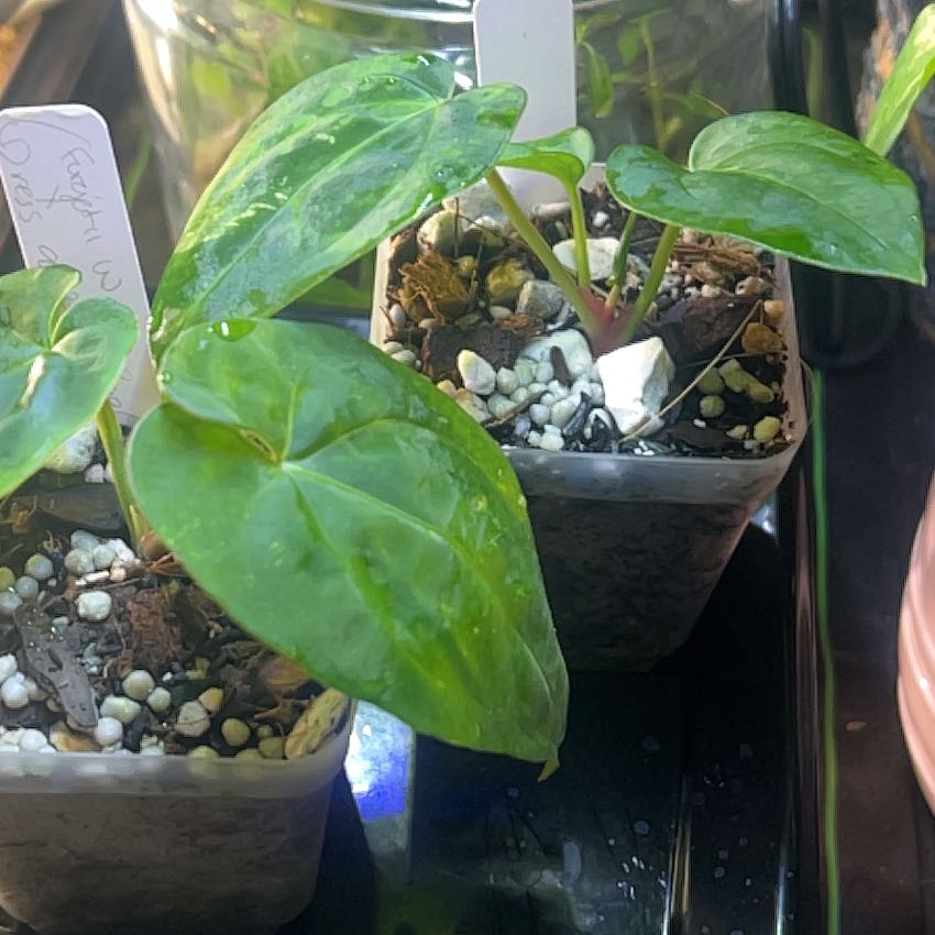 Photo of the plant species Anthurium Doc Block F2 by @Prentyce named Winston on Greg, the plant care app
