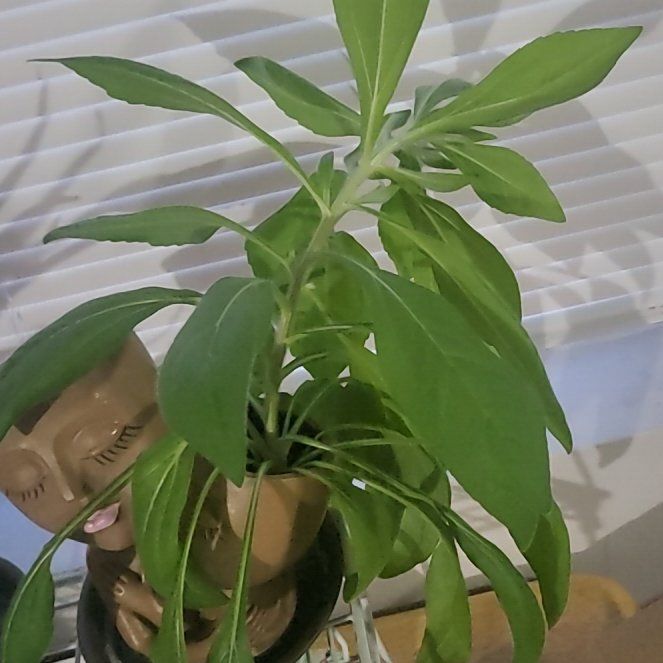 Photo of the plant species Summerina Coneflower by @PeakVinemaple named Terra on Greg, the plant care app