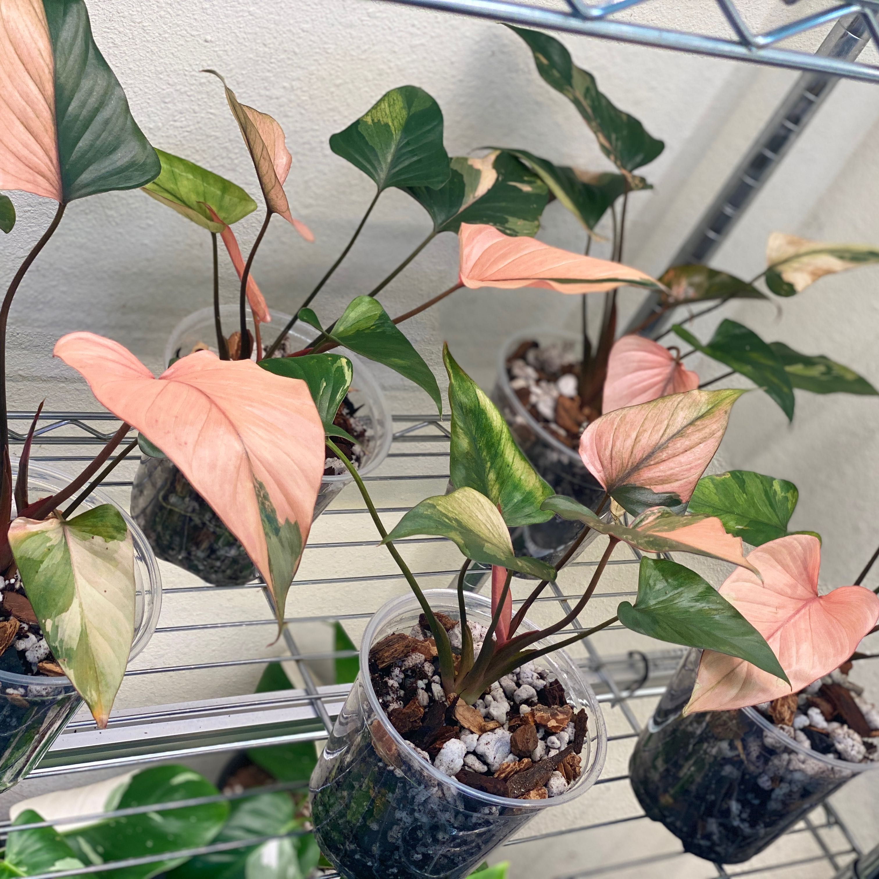 Photo of the plant species Homalomena Pink Diamond by @KeenAgavecactus named Gaga on Greg, the plant care app