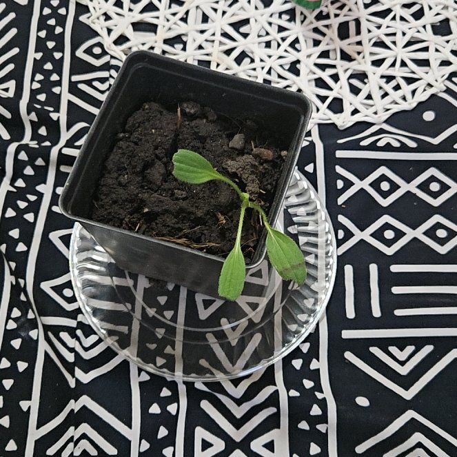 Photo of the plant species Blackeyed Susan by @loveplantsie named Daisy on Greg, the plant care app