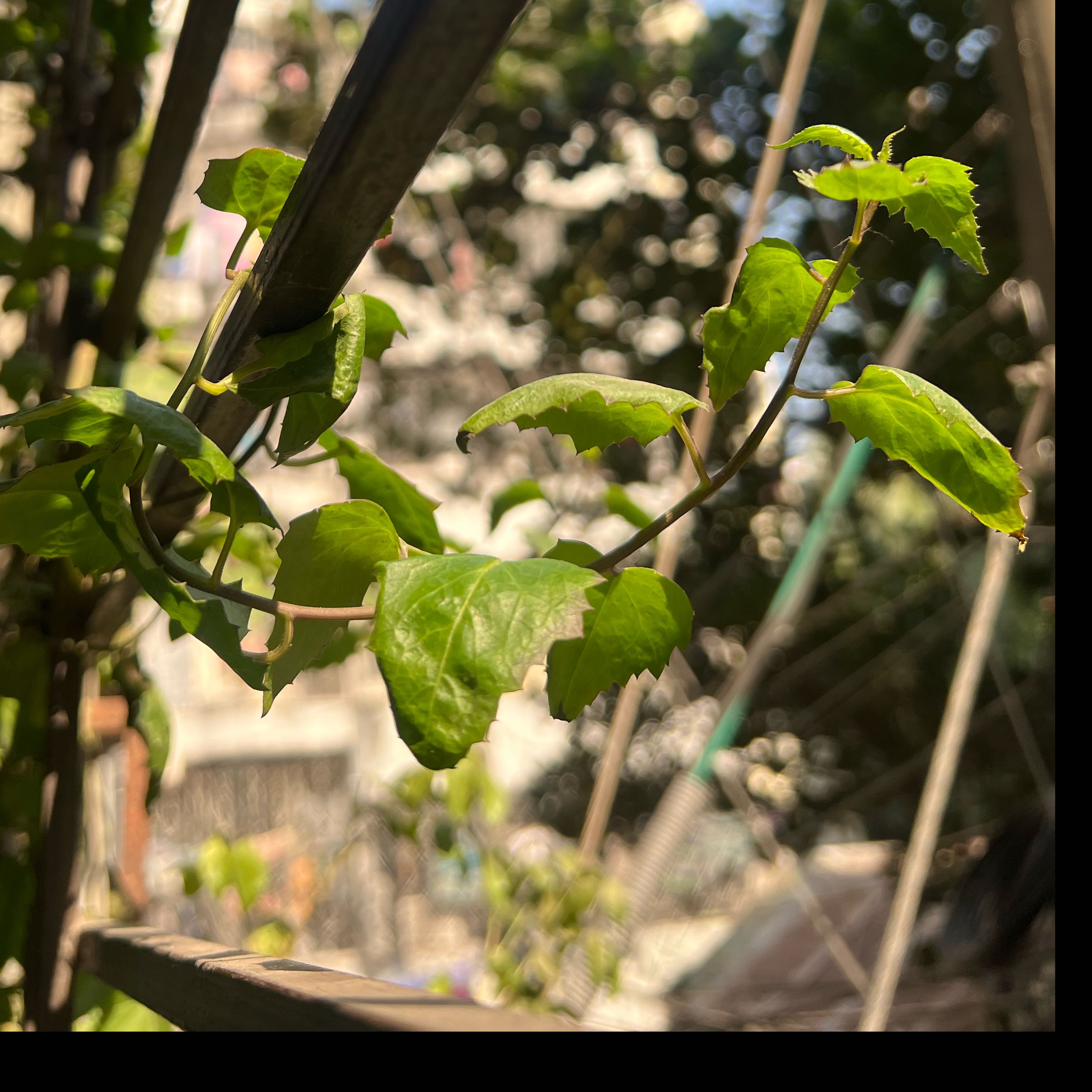 Photo of the plant species Mexican flamevine by @TopShieldplant named Mexiflame on Greg, the plant care app