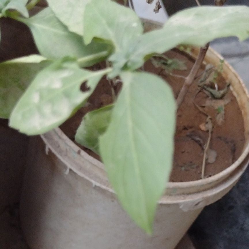 Photo of the plant species African Coral Tree by @LoyalRedpagoda named Lavender on Greg, the plant care app