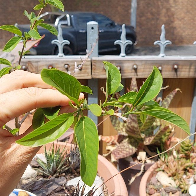 Photo of the plant species Custard Apple by @PeachyRaspfern named Terra on Greg, the plant care app