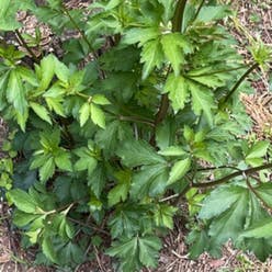 Coneflower plant
