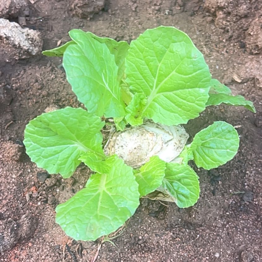 Photo of the plant species Napa Cabbage by @CleanElkclover named Lebron on Greg, the plant care app