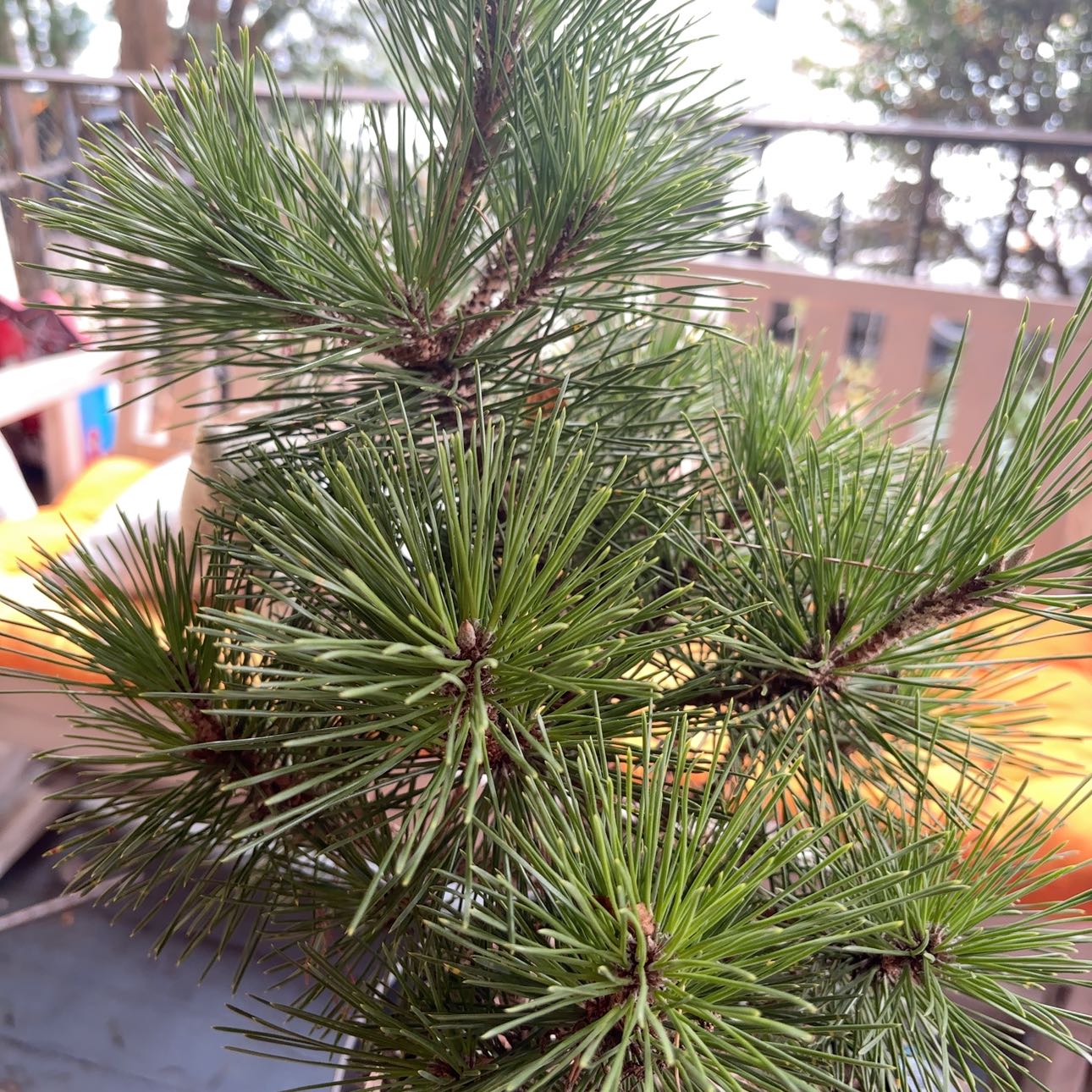 Photo of the plant species Japanese Thunderhead Pine by @LordPrairierose named Kris on Greg, the plant care app