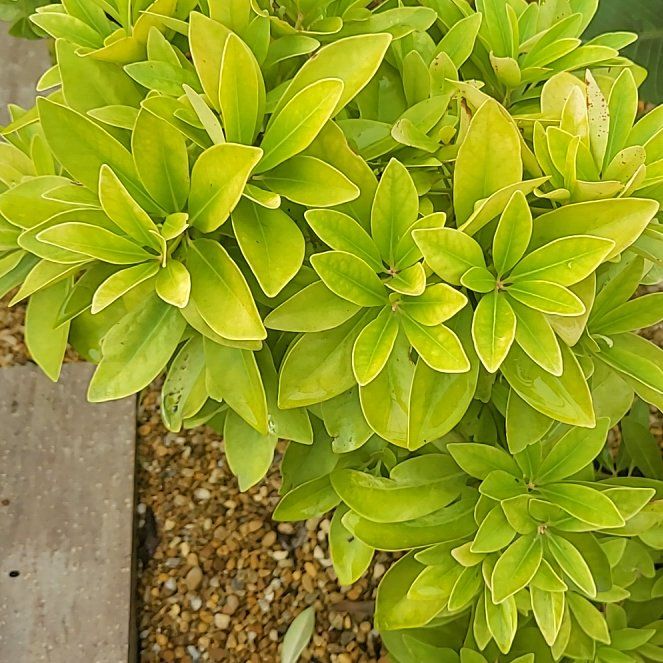 Plant care for Anisetree on Greg, the plant care app