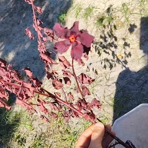 Photo of the plant species Garden Orache by @GracedKalopanax named Harmony on Greg, the plant care app