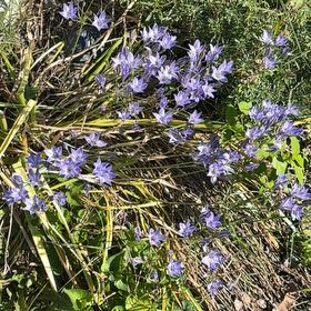 Photo of the plant species Spanish Bluebell by @LovingScallions named Pax on Greg, the plant care app