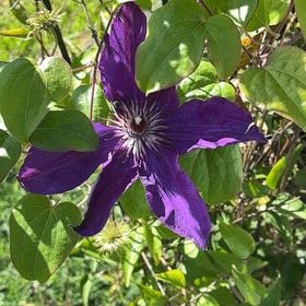 Photo of the plant species Italian Leather Flower by @LovingScallions named Hemingway on Greg, the plant care app