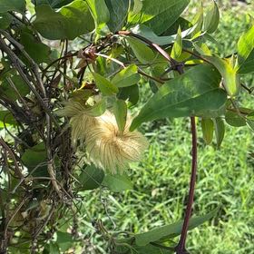 Photo of the plant species Virgin's Bower by @LovingScallions named Nithin on Greg, the plant care app