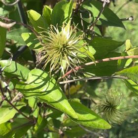 Photo of the plant species Bluebill by @LovingScallions named Delilah on Greg, the plant care app