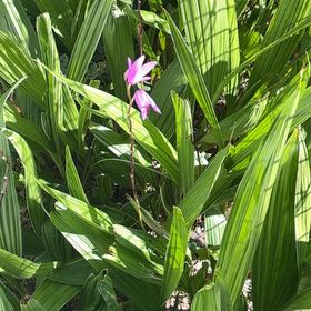 Photo of the plant species Purple Ground Orchid by @LovingScallions named Surya on Greg, the plant care app