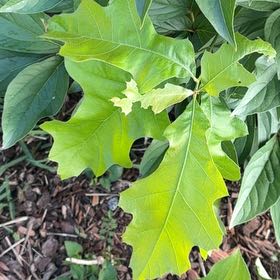 Photo of the plant species Southern Red Oak by @LovingScallions named Bella on Greg, the plant care app