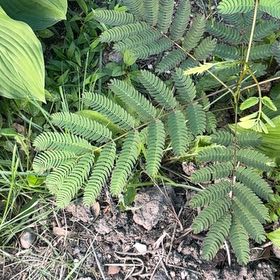 Photo of the plant species Albizia Julibrissin by @LovingScallions named Kendall on Greg, the plant care app