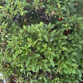 Photo of the plant species Scarlet Bush by @LovingScallions named Luna on Greg, the plant care app