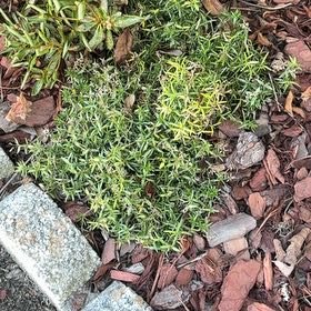 Photo of the plant species Moss Phlox by @LovingScallions named Harmony on Greg, the plant care app