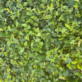 Photo of the plant species Garden Privet by @LovingScallions named Willow on Greg, the plant care app