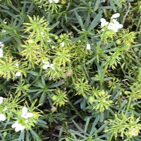 Photo of the plant species Evergreen Candytuft by @LovingScallions named Maya on Greg, the plant care app