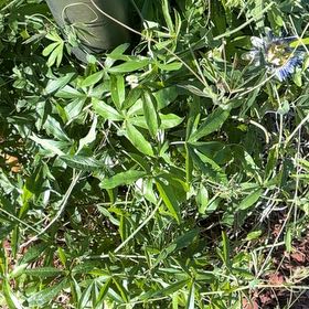 Photo of the plant species Bluecrown Passionflower by @LovingScallions named Oscar on Greg, the plant care app