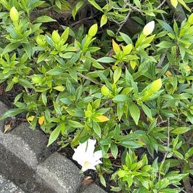 Photo of the plant species Crepe Jasmine by @LovingScallions named James Dean on Greg, the plant care app