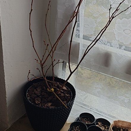 Photo of the plant species Pink Icing Blueberry by @Mano named Sproutacus on Greg, the plant care app