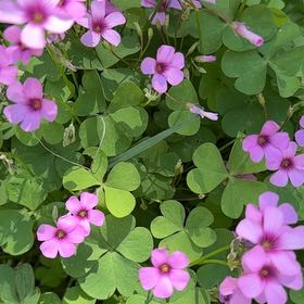 Photo of the plant species Jointed Woodsorrel by @ColossalPansy named Apollo on Greg, the plant care app