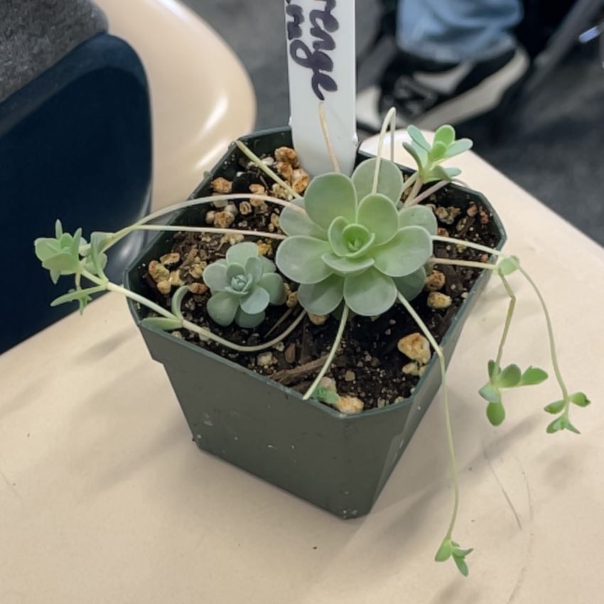 Photo of the plant species Orostachys iwarenge by @MatureSalsa39 named Dolores on Greg, the plant care app