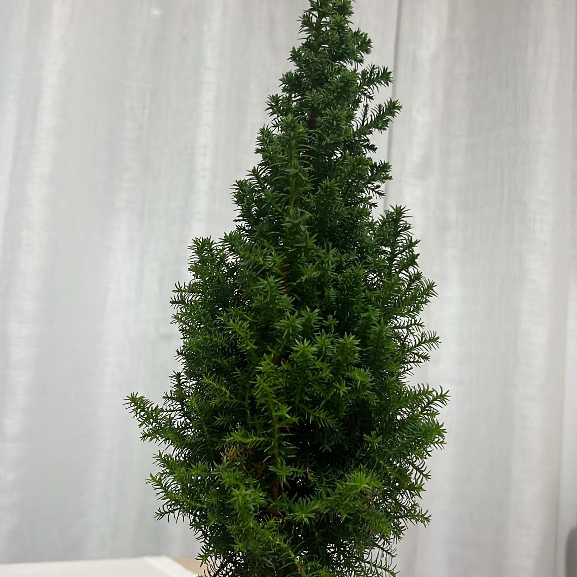 Photo of the plant species Plum Cedar by @SmoothPlumtree named Takis on Greg, the plant care app