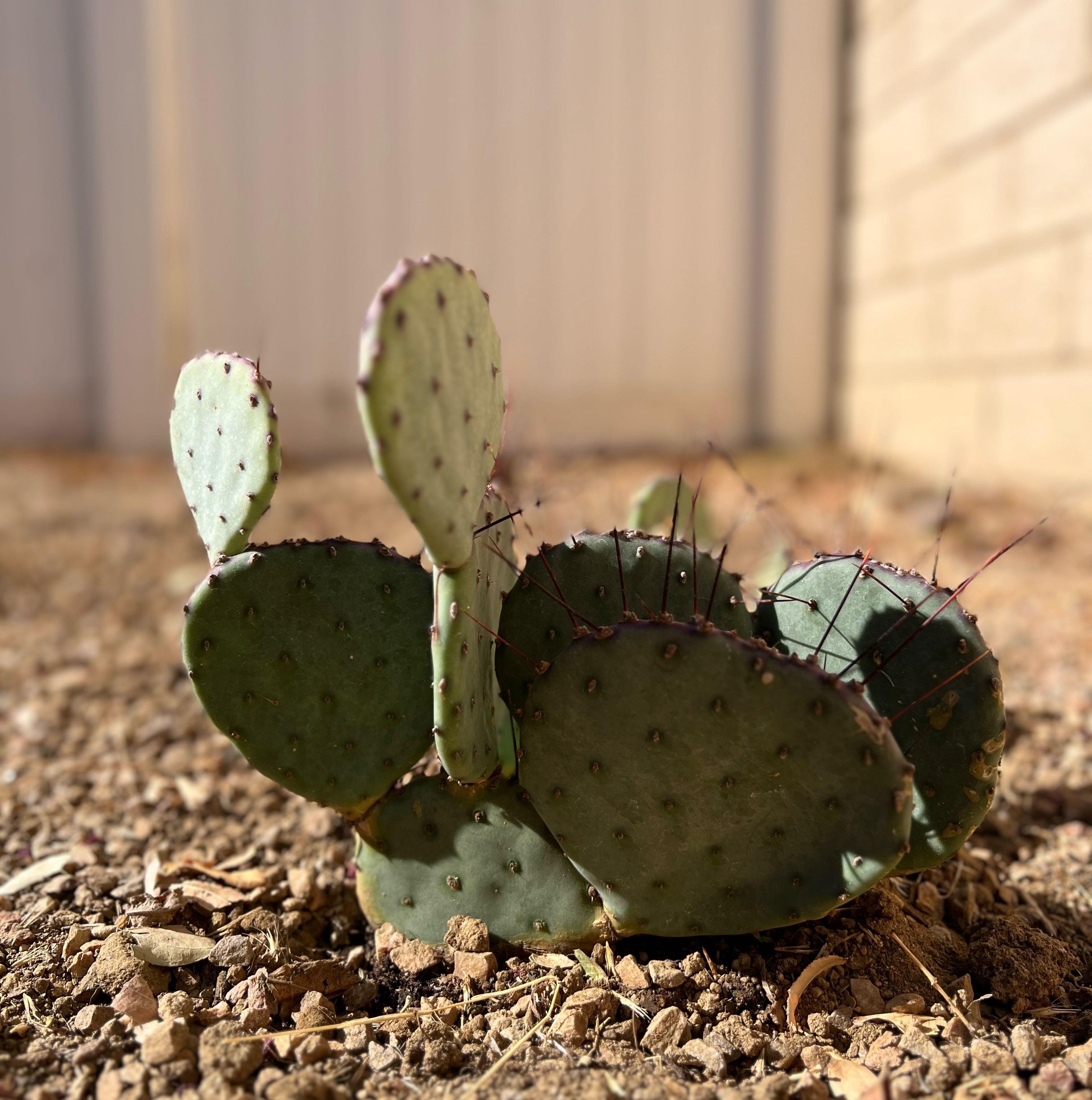 Photo of the plant species Opuntia 'Amethyst Wave' by @StrongPoisonpie named Beckham on Greg, the plant care app