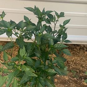 Photo of the plant species Chile Penguin by @StrongPoisonpie named Khaleesi on Greg, the plant care app