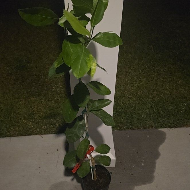 Photo of the plant species Dancy Tangerine Tree by @RealMystysalvia named MelMel on Greg, the plant care app