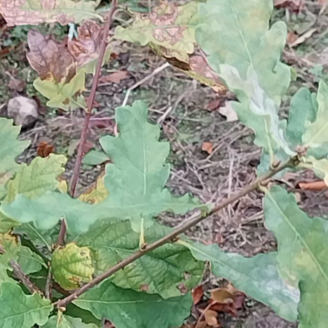 Photo of the plant species English Oak by @GrandeeSalsify named Xena on Greg, the plant care app