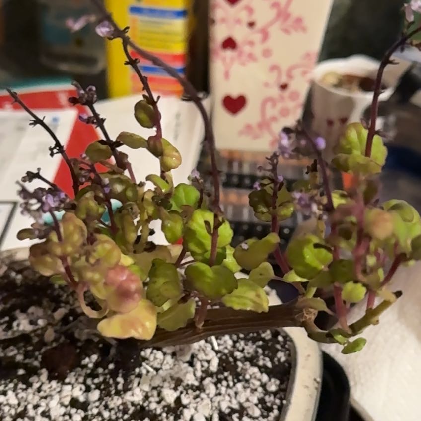 Photo of the plant species Plectranthus emirnensis by @HeraldedFantasy named Blossom on Greg, the plant care app