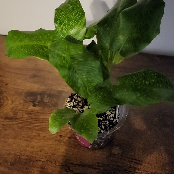 Photo of the plant species Calathea Network 'PP0005' by @JazzedCapemay31 named Bodhi on Greg, the plant care app