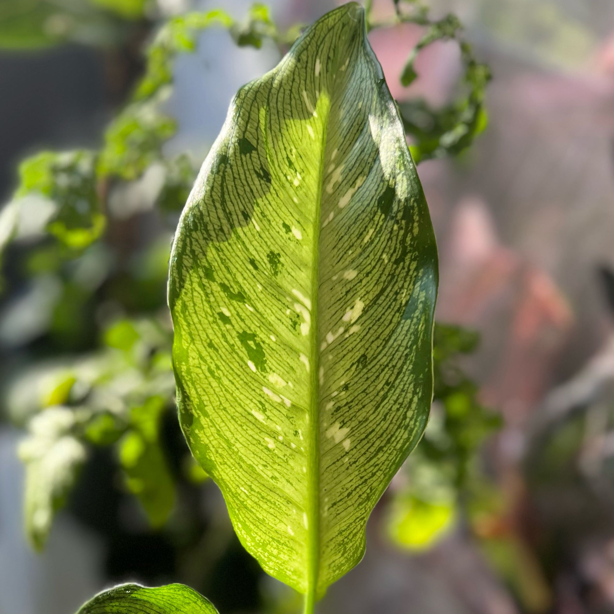 Photo of the plant species Dieffenbachia 'Memoria Corsii' by @miekospani named Diffenbachia on Greg, the plant care app