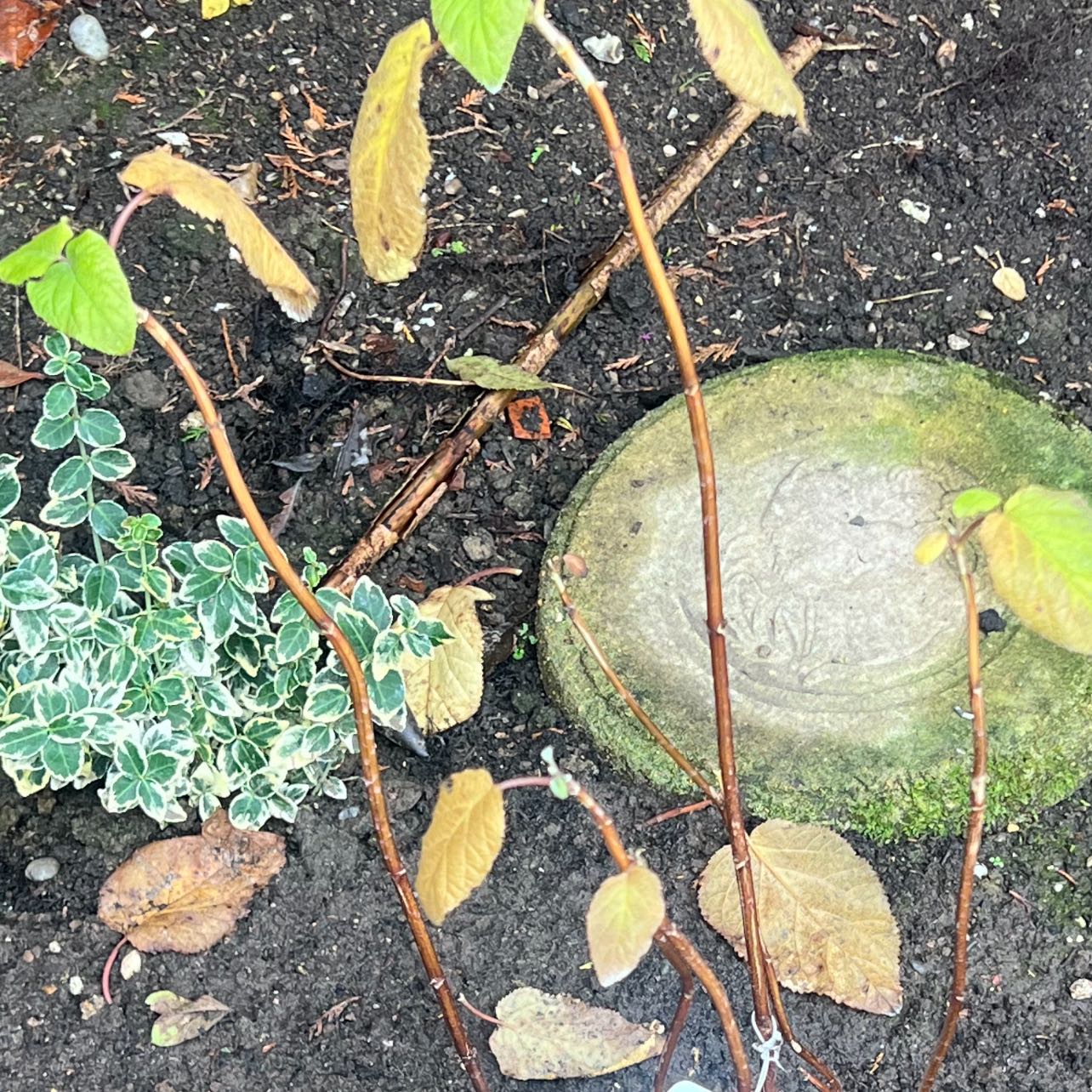 Photo of the plant species Hydrangea 'Annabelle' by @ZealTreeechium named Figyonce on Greg, the plant care app