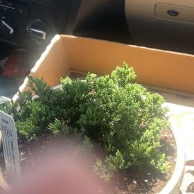 Photo of the plant species Japanese Garden Juniper by @HeroCapecowslip named Mochi on Greg, the plant care app