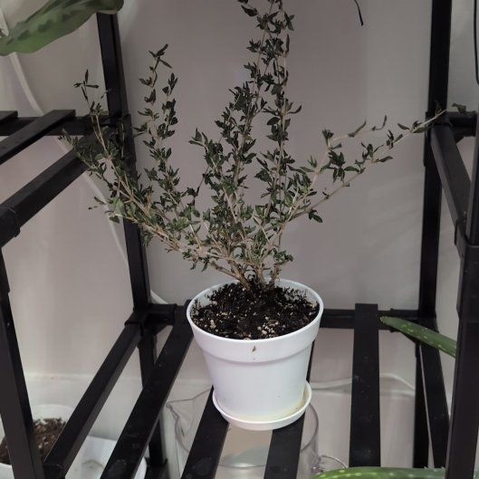 Photo of the plant species Pink Mystic Serissa by @SultryTimeout95 named Darwin on Greg, the plant care app