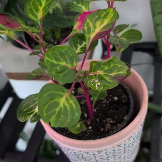 Photo of the plant species Blood Leaf by @SultryTimeout95 named Achilles on Greg, the plant care app